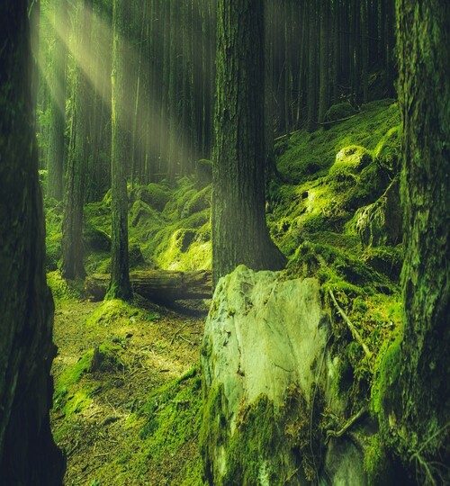 bosque-nicho-ecológico